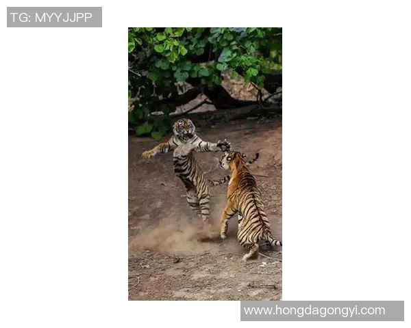 坎培拉奥林匹克与老虎队激战正酣谁能在这场较量中笑到最后